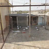 کبوتر 14جفتی 10جوجه