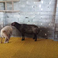 گوسفند نر تخمی  افشاری