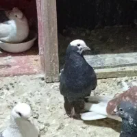 کفتر کبوتر غریب گیری