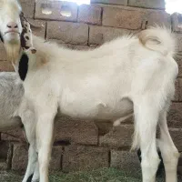 بزه