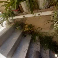 گل گندمی گل آپارتمانی فروش یا معاوضه