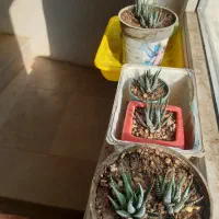 کاکتوس هاورتیا زبرا