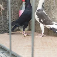 کاریر اصلی