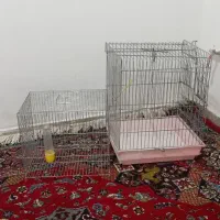 قفس