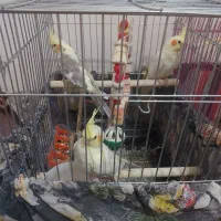 عروس هلندی