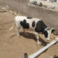 گاو|حیوانات مزرعه|زاهدان, |دیوار