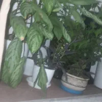 راهنمایی میخوام در مورد اسکان رایگان