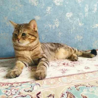 واگذاری گربه نر یک ساله
