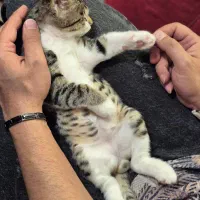 بچه گربه dsh