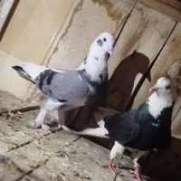 کبوتر نر و ماده شازده عتیقه