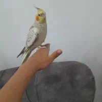 عروس هلندی