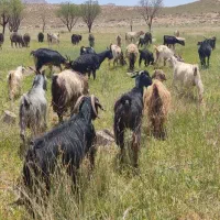 45 راس بز چاق