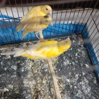 قناری ماده یسر باسه جوجه یک ماهه