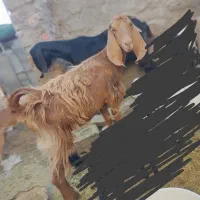 بر مری|حیوانات مزرعه|خاش, |دیوار