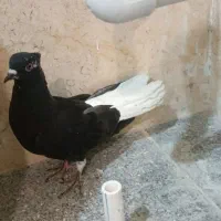کبوتر