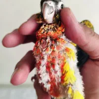 جوجه طوطی گرنچیک سرلاکی و نرمخور ودونخور