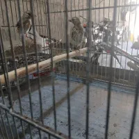 جوجه سهره