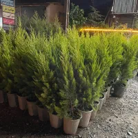 لاوسون ریشه پرس