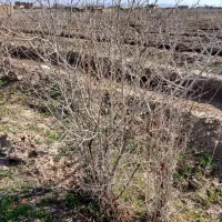 نهال انار رایگان تربت حیدریه