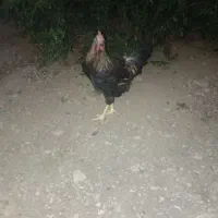 دو عدد خروس رسمی جوان