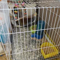 عروس هلندی با جوجه