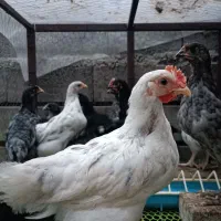 جوجه آیسبار سوئدی