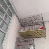 ۴ تا قفس