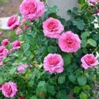 نیازمند نیروی کار