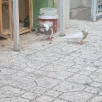 کبوتر ، کفتر