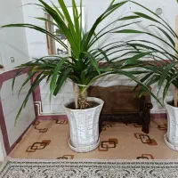 گل پاندانوس