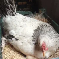 جوجه یکروزه تا ده روزه محلی