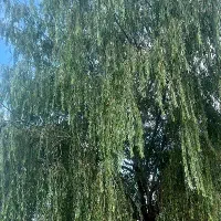 تور یک روزه ارومیه