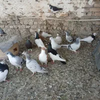 کبوتر
