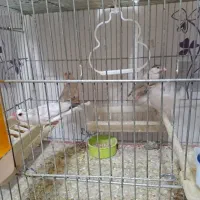 فنچ نرگسی شکلاتی