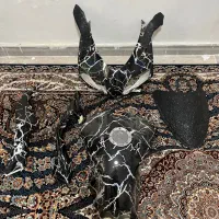 ست کامل فلاپ مگلی 250