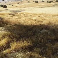 برزگرم   درو کنم