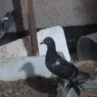 کبوتر آلمانی نر