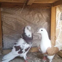 کفتر شاه پسند