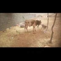 گاو|حیوانات مزرعه|کوهدشت, |دیوار