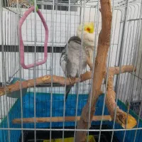 عروس هلندی