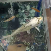 ماهی کوی۱۰ سانتی