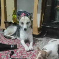 هاسکی ماده دو چشم (فروش،فوری