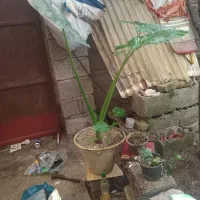 گل بابا آدم