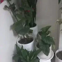 گل سانسوریا  بگونیا خالدار هندی