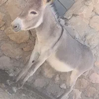 الاغ