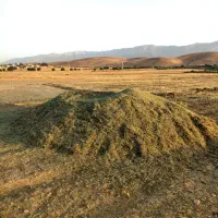 گیاه باغی