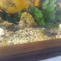 ماهی گلدفیش ردگپ سیچلاید گورخری کالر