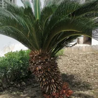 سیکاس بزرگ چندین ساله