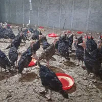 جوجه بوقلمون نیمجه 75 روزه