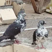 فروشی جفتی